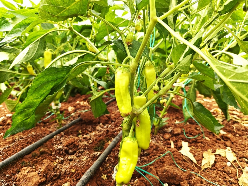 Eyyübiye Sera Kent Tropikal Meyvede Başarıya Ulaştı