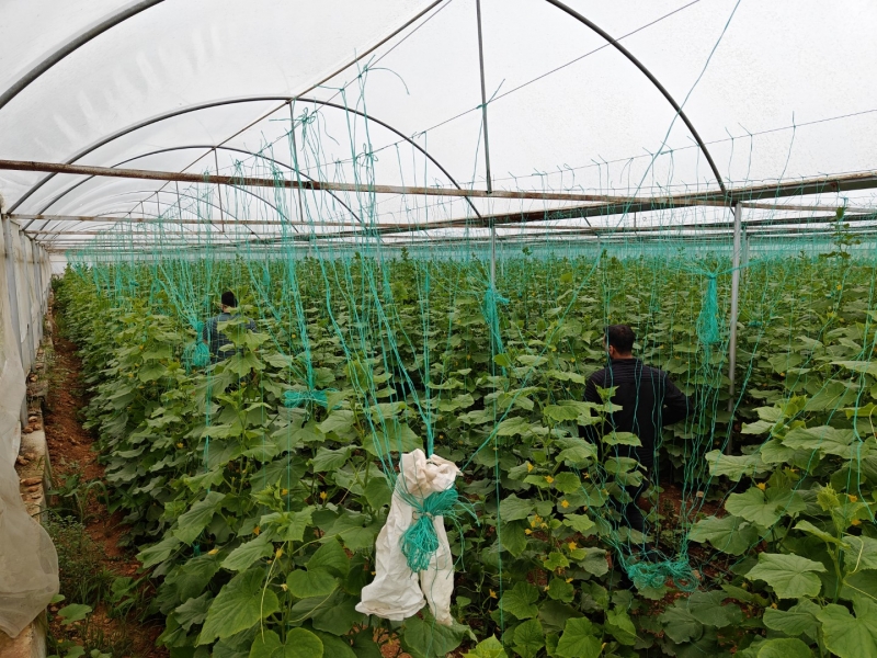 Eyyübiye Sera Kent’te Yeni Sezon Hasat Başladı