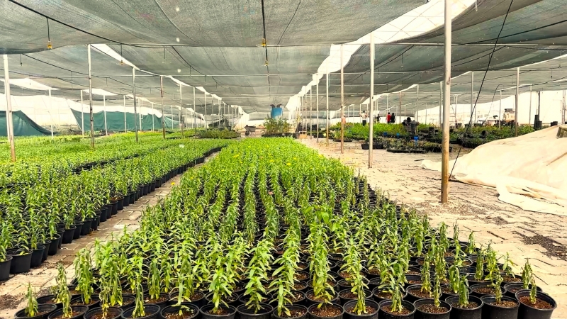 Eyyübiye’nin Çiçekleri Eyyübiye Serakent’ten