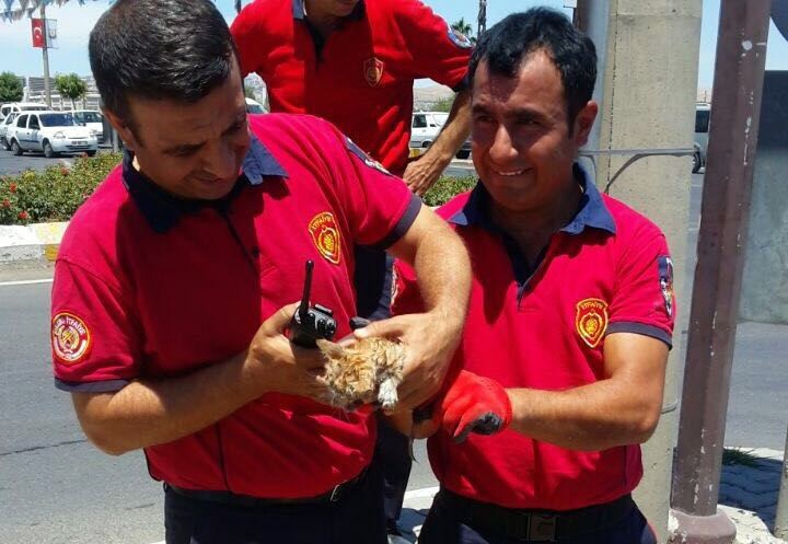 Beton elektrik direğinde mahsur kalan yavru kedi kurtarıldı