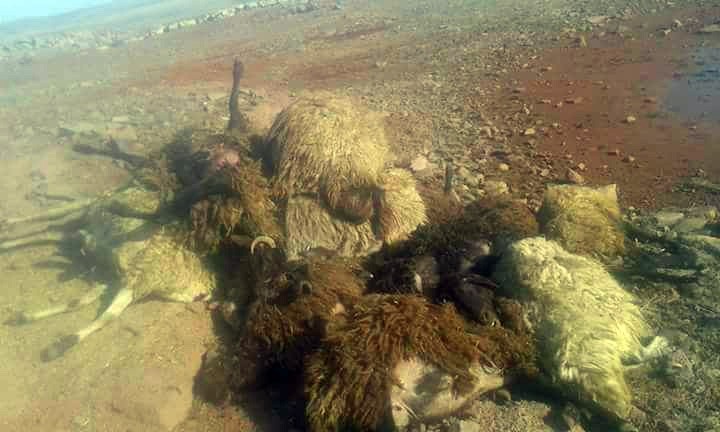 Siverek’te 21 koyun telef oldu