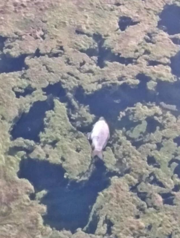 FIRAT NEHRİNİN KİRLİLİĞİNİ SORDU