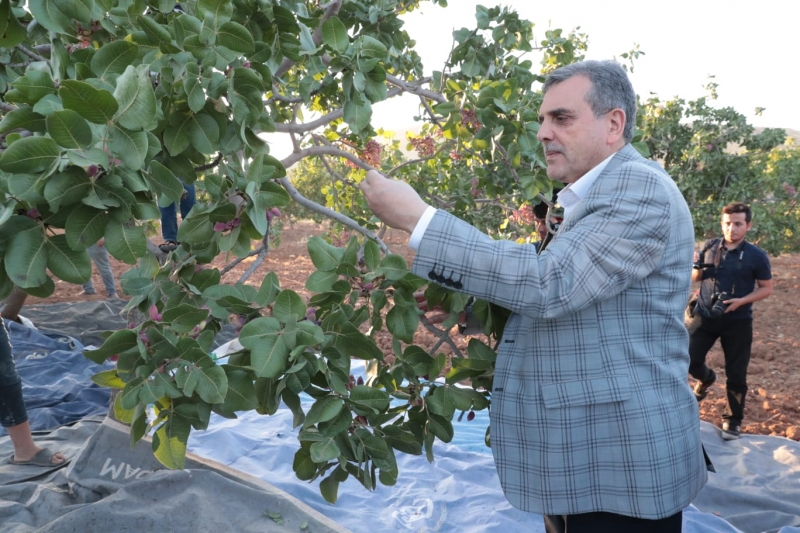 FISTIĞIN ANAVATANI ŞANLIURFA'DA HASAT BAŞLADI