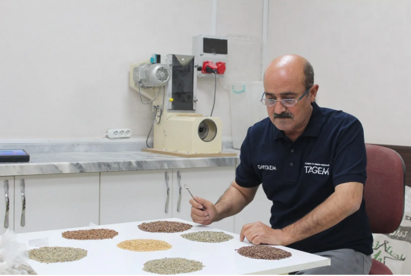 GAPTAEM'DEN BOYA İÇERMEYEN RENKLİ BUĞDAYLAR