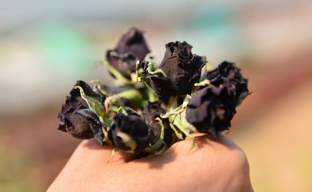 HALFETİ’NİN KARAGÜLÜ RESMEN TESCİLLENDİ.