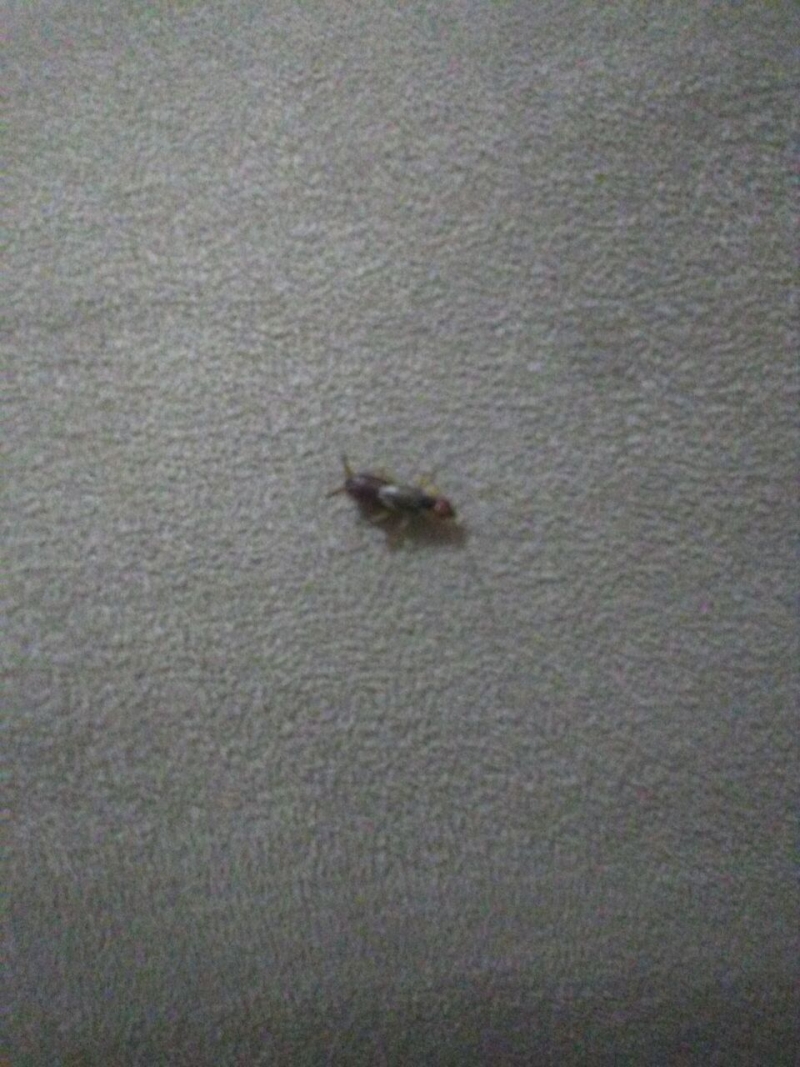 Haliliye Belediyesi Yeterli ilaçlama yapmıyormu?