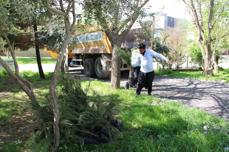HALİLİYE KIRSALINA FİDAN DAĞITIMI SÜRÜYOR