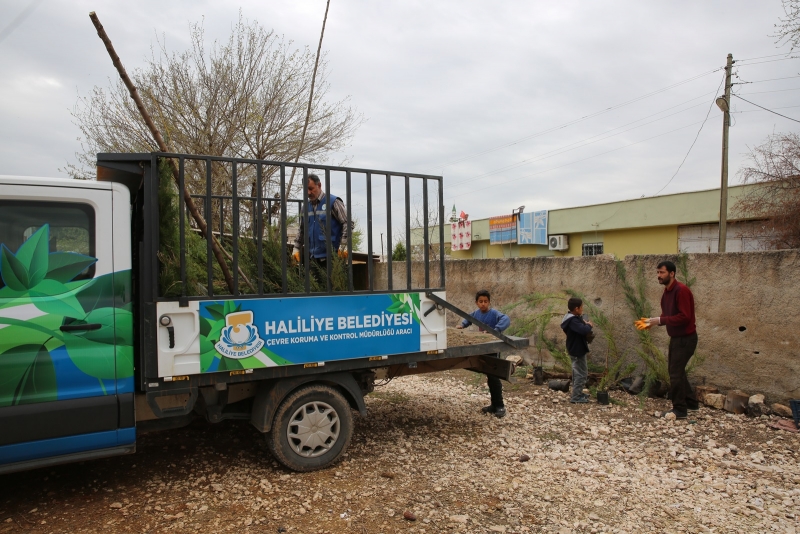 Haliliye’yi yeşillendirme çalışmaları devam ediyor