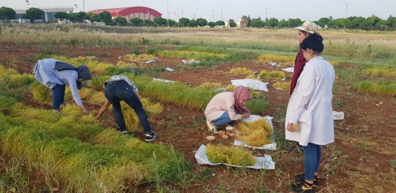 Harran Üniversitesi, Tarımda Yeniliklerin Öncüsü Olmaya Devam Ediyor