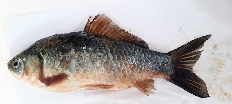 Harran Üniversitesi, Fırat Nehrinde Tehdit Oluşturan İstilacı Sazan Balıkları İçin Proje Üretiyor