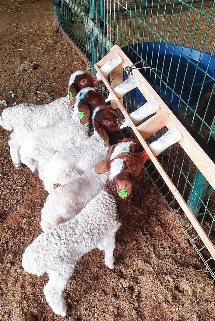 Harran Üniversitesi Tarafından Hayvan Seçiminde Kullanılacak Yeni Seleksiyon Kriterleri Keşfedildi