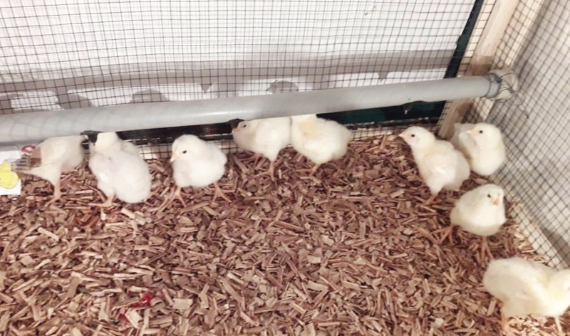 Harran Üniversitesi, Kanatlı Hayvanların Şanlıurfa Sıcaklık Şartlarında Verimini Arttıran Projeyi Hayata Geçiriyor