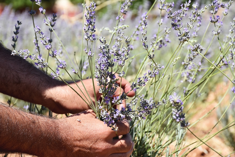 Harran Üniversitesinden Verimsiz Toprakları Verimli Hale Getirme Çalışması