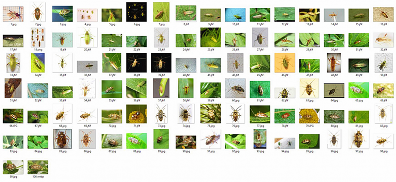 Harran Üniversitesi’nde, Pamukta Zararlı Böcekleri Yapay Zekâ ile Teşhis Edebilecek Proje Geliştirildi