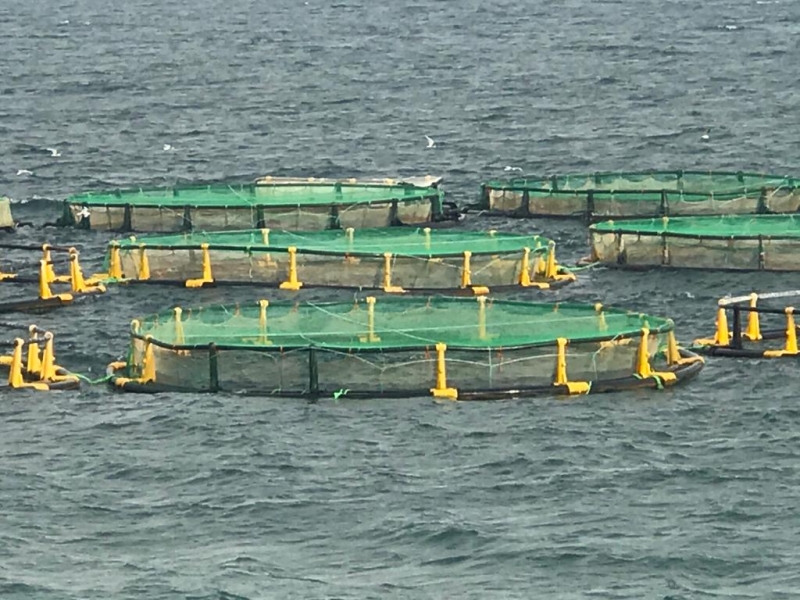Harran Üniversitesi’nden Alabalık Üreticilerine Teknik Destek