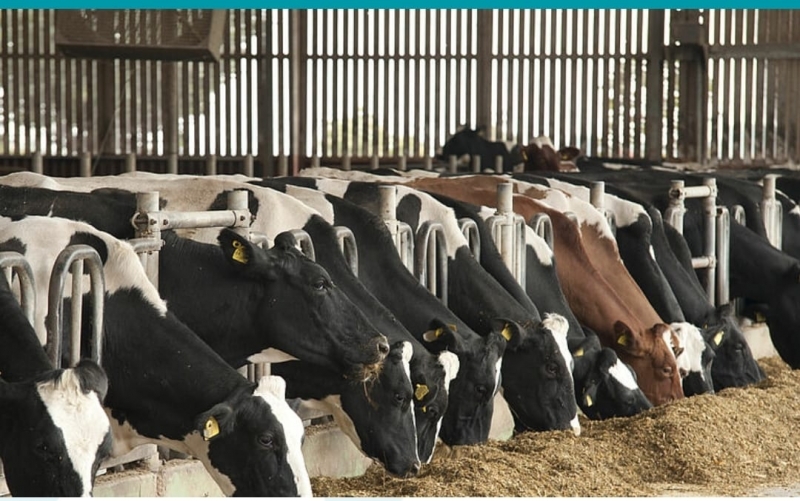 Harran Üniversitesi’nde Ülke Hayvancılığına Önemli Katkı Sunacak Proje Geliştirildi