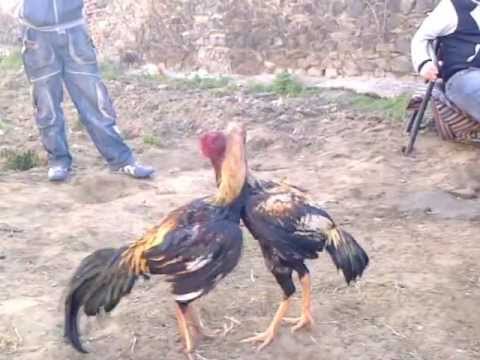 Horoz Dövüştürenlere Ceza Yağdı