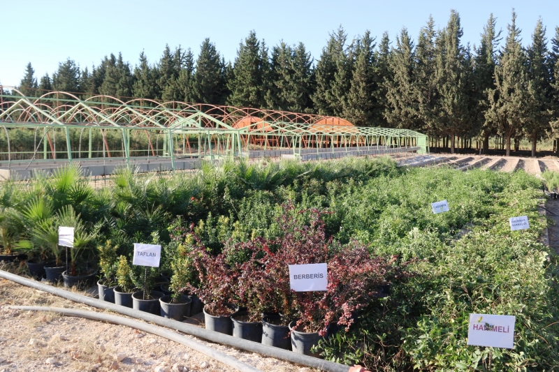 İki Yılda 150 Bin Fidan