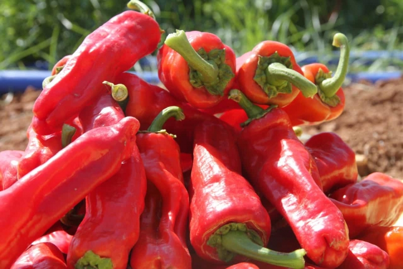 İsot Koruma Altında