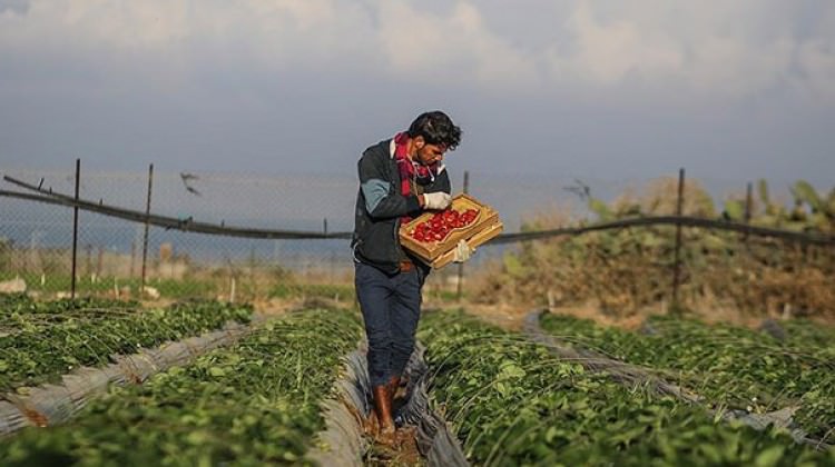 İsrail bunu da yaptı! Gazze Sınırına Kimyasal Bıraktı