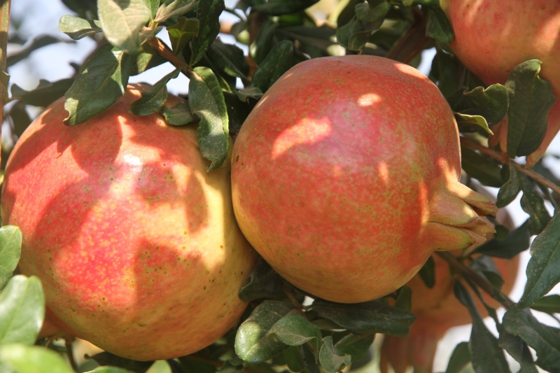 Karaköprü Narı ve Suruç Narı Tescil Edildi