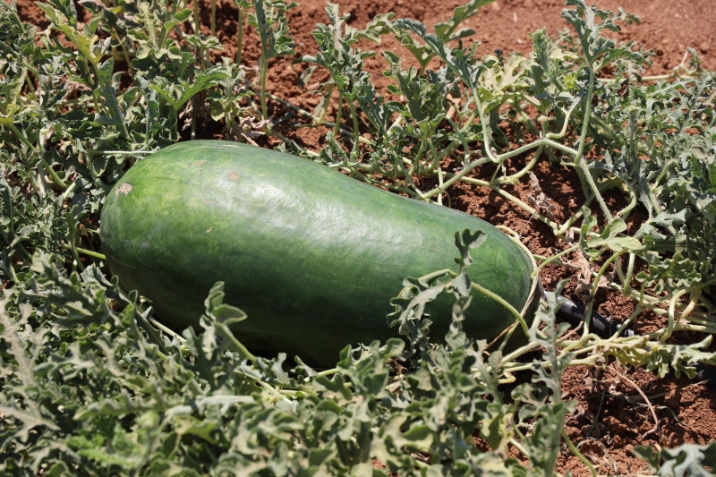 Karaköprü Narı'ndan sonra Tat Karpuzu da tescilleniyor -Videolu Haber-