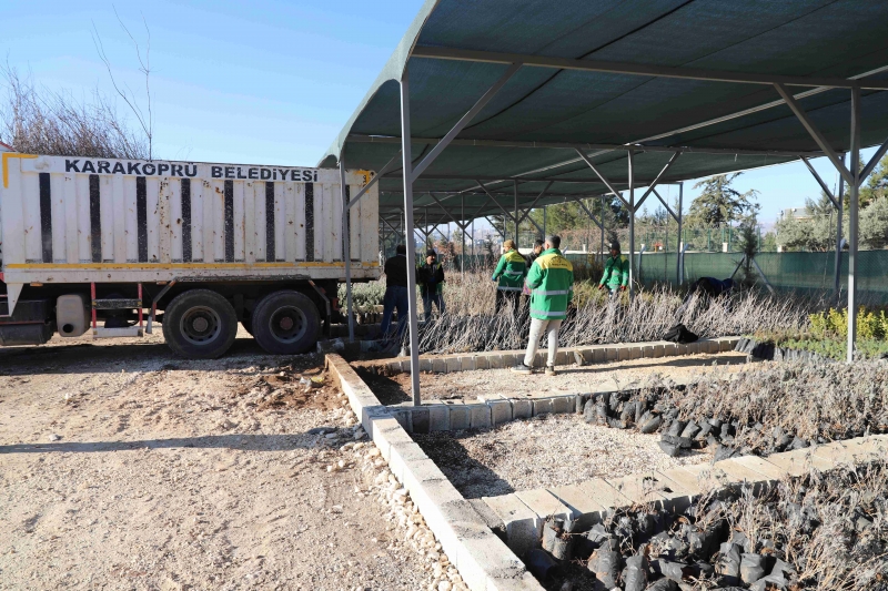 KARAKÖPRÜ’DE KENTİ YEŞİLLENDİRİLECEK FİDANLAR ÜRETİLİYOR