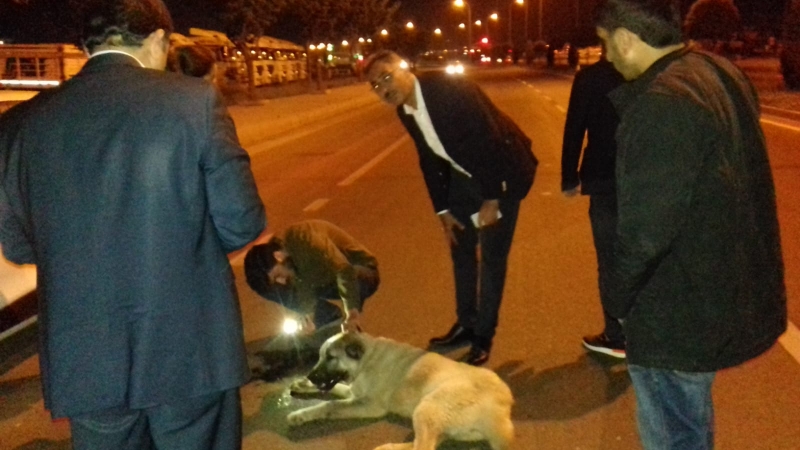 Kazada yaralanan hayvana ilk müdahaleyi Mehmet KUŞ tan geldi.