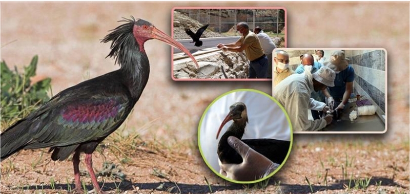 KELAYNAK SAYISI HIZLA ARTMAYA DEVAM EDİYOR