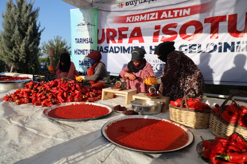 “KIRMIZI ALTIN” URFA İSOTUNDA HASAT ZAMANI