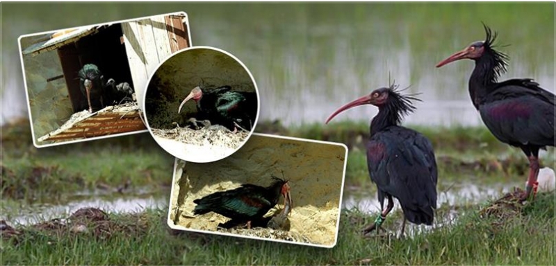 KORUMA ALTINDAKİ KELAYNAKLARIN YAVRULARI HAYATA GÖZLERİNİ AÇMAYA BAŞLADI