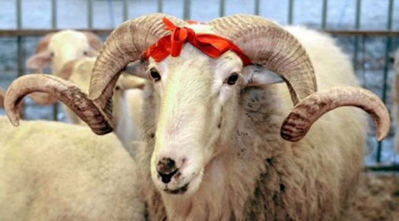 Kurban Bayramınız Mübarek Olsun ! !