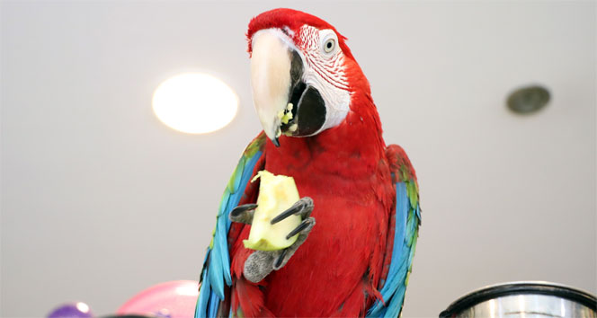 Otomobil fiyatına papağan!