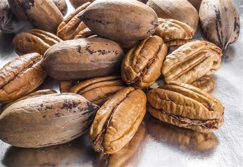 PİKAN CEVİZİNİN FAYDALARI