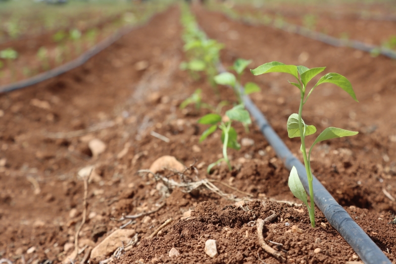 ŞANLIURFA BÜYÜKŞEHİR BELEDİYESİ, ATA TOHUMLARINI TOPRAKLA BULUŞTURDU