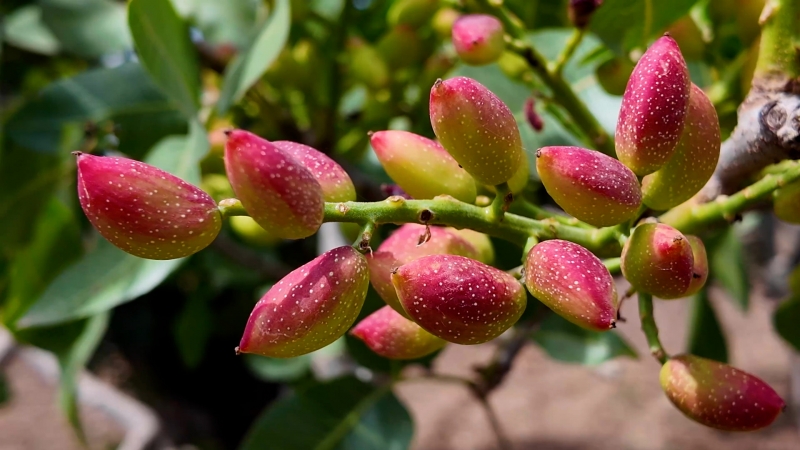 ŞANLIURFA FISTIĞI ÜRETİMİNDE YÜKSELEN DEĞER KARAKÖPRÜ
