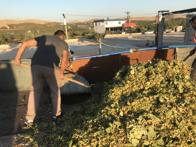 Şanlıurfa ve bölgede fıstık hasat dönemi başladı. Fıstık İşletme tesisleri talepleri karşılamaya çalışıyor.
