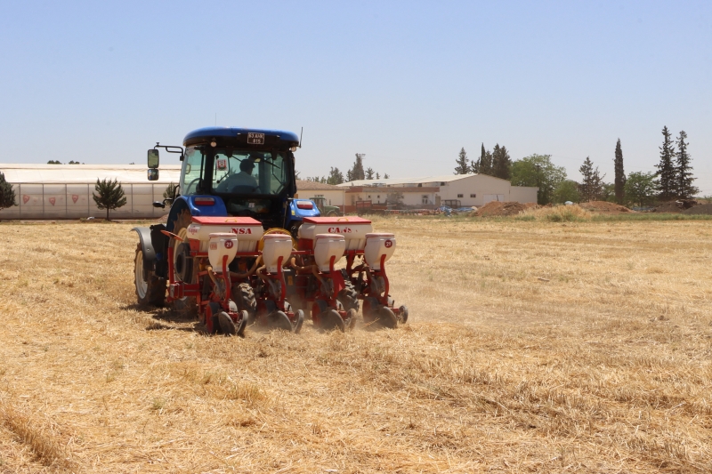 Şanlıurfa’da anıza ekim yapılıyor