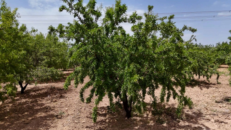 ŞANLIURFA’DA BADEMİN ÜRETİM MERKEZİ KARAKÖPRÜ