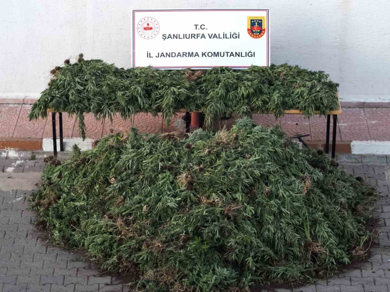 Şanlıurfa’da dron destekli uyuşturucu operasyonu: 9 gözaltı