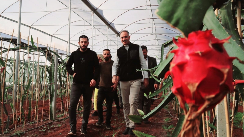 Şanlıurfa’da İlk Kez Eyyübiye’de Yetiştirildi