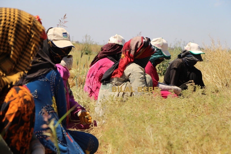 Şanlıurfa’da kimyon üretimi ile gündemde