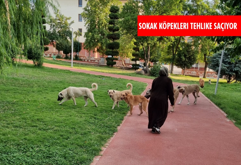 ŞANLIURFA'DA SOKAK KÖPEKLERİNE TEDBİR ALINMIYOR