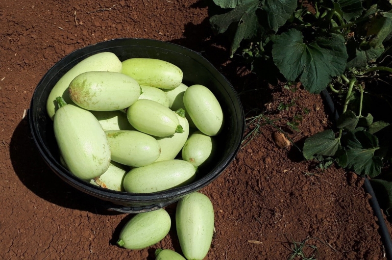 ŞANLIURFA'YA ÖZGÜ SEBZELER TESCİL EDİLDİ
