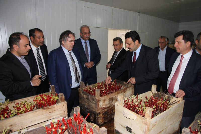 Saraçoğlu: "Ata tohumlarımız bizim genetik kaynaklarımızdır"