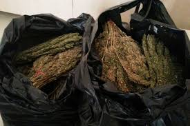 Siverek’te 43 kilo esrar ele geçirildi