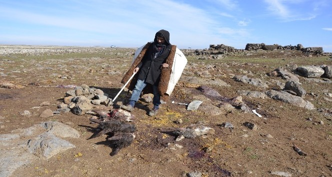 Siverek’te kesilen 4 eşek kafası bulundu