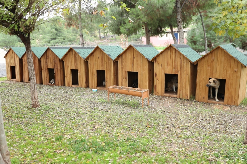 Sokak Hayvanları Emin Ellerde