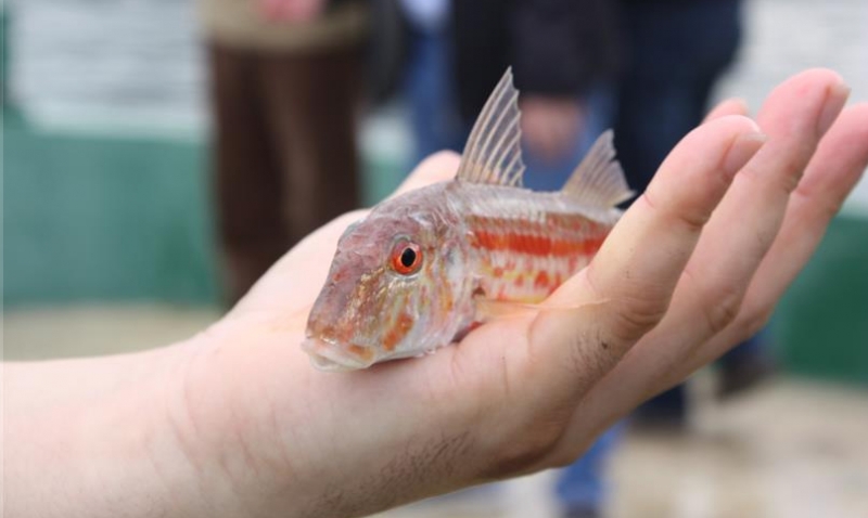 SU ÜRÜNLERİ GENETİK KAYNAKLARI TESCİL EDİLİYOR