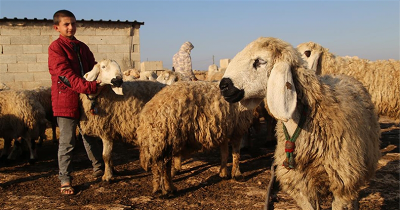 "Suruç koyunu" tescillenecek